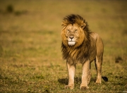 开云体育APP下载-门兴格拉德巴赫负于勒沃库森，失去冲劲的简单介绍