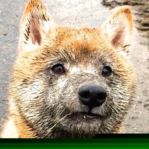 马克西的破晓时刻，NBA季后赛之夜，一颗新星在焦点战中证明自己