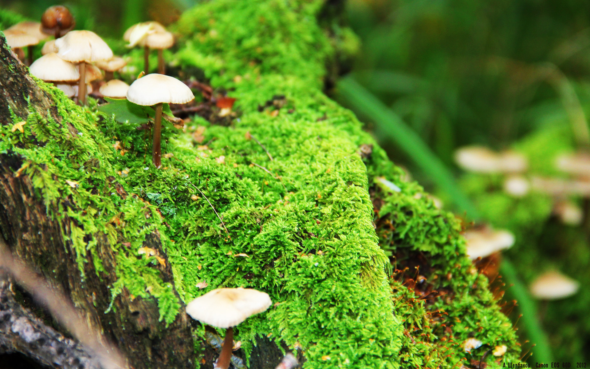 绿茵场上的权力游戏,卡塔尔资本如何以哈兰德节奏重塑阿尔及利亚足球版图